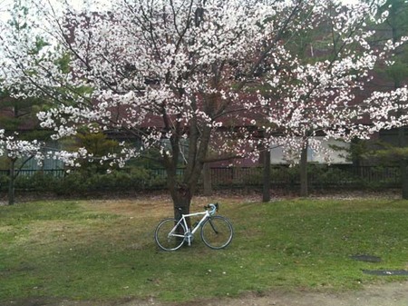 中島公園　桜.jpg