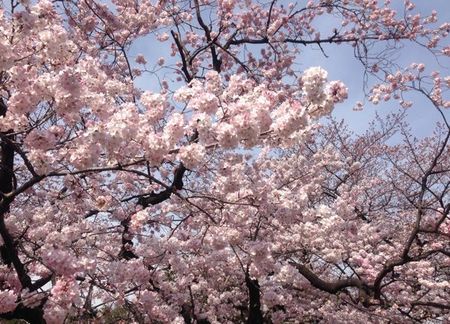 IMG_0920 上野公園　桜.jpg